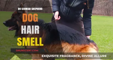 Exploring the Unique Scent of German Shepherd Dog Hair