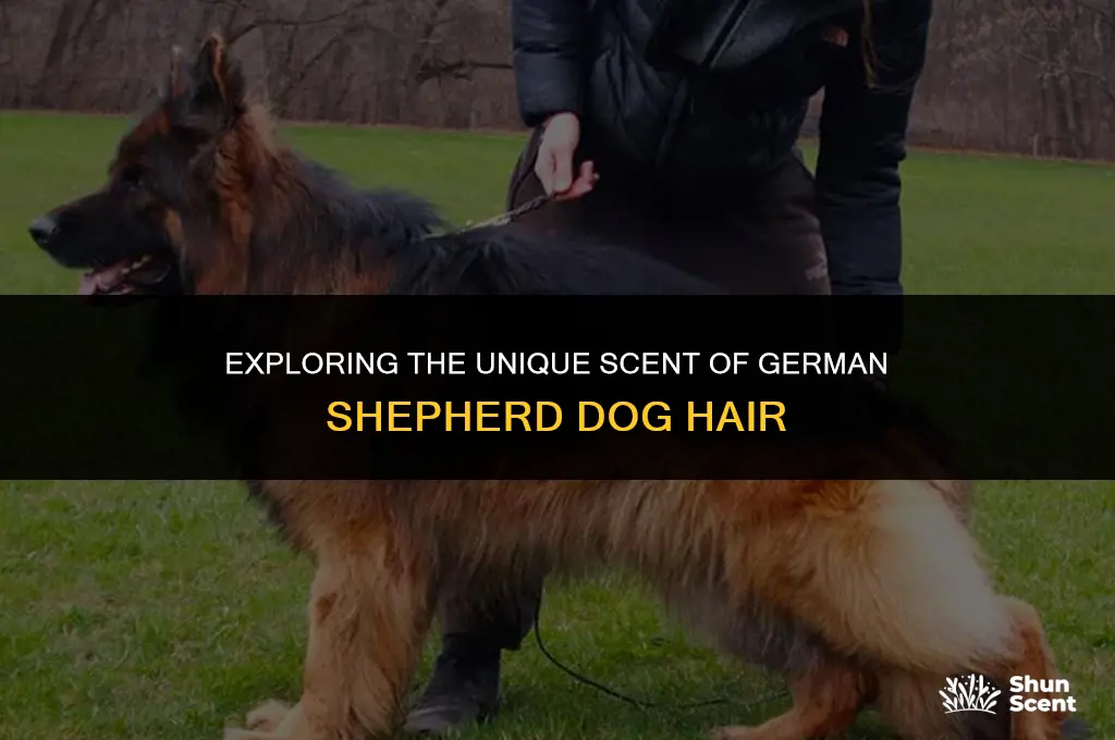 do german shepherd dog hair smell