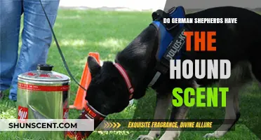 German Shepherds' Scent Abilities: Do They Match Hound-Level Tracking Skills?