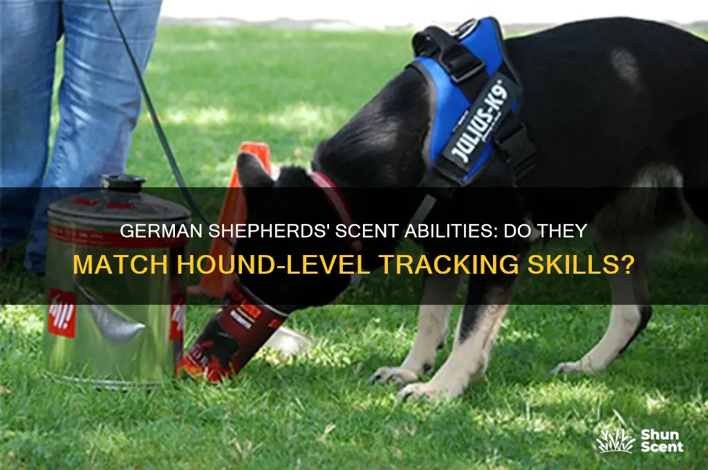 do german shepherds have the hound scent