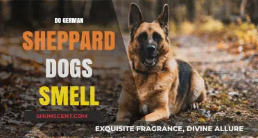 Unraveling the Myth: Do German Shepherds Really Have a Strong Scent?