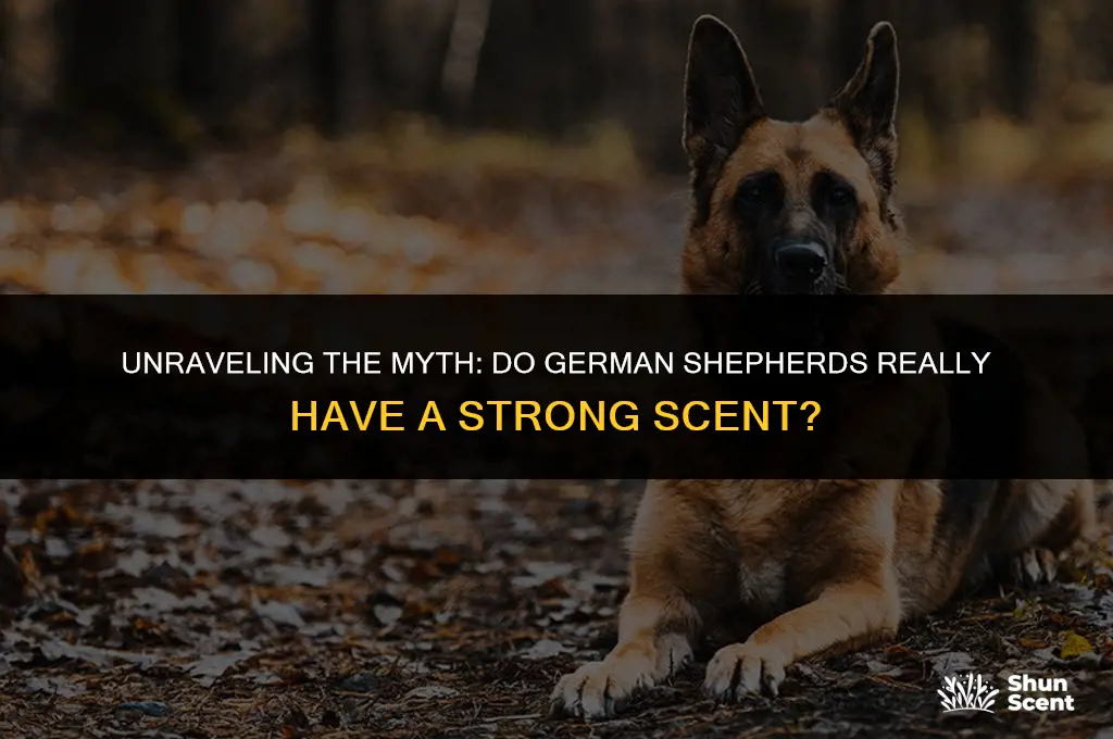 do german sheppard dogs smell