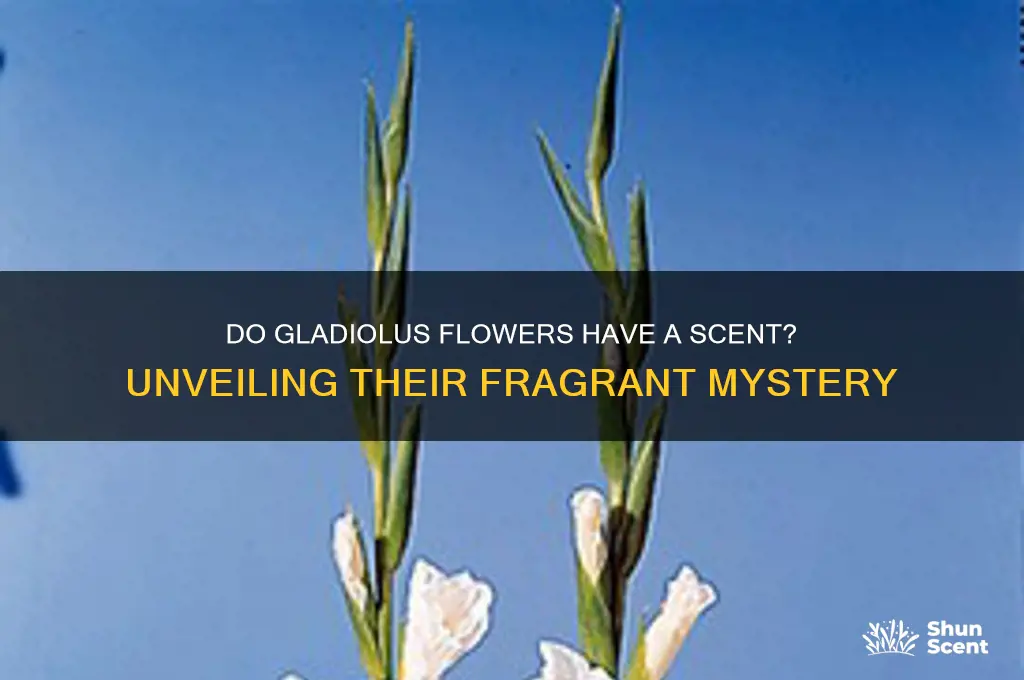 do gladiolus have a scent