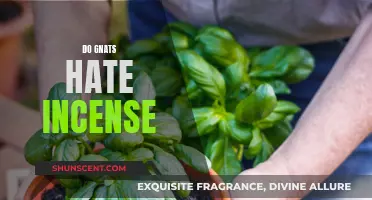 Incense and Gnats: A Natural Repellent?