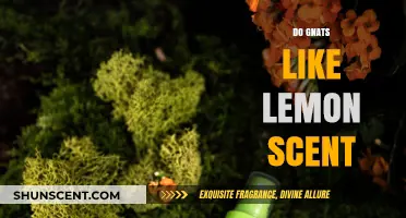 Lemon Scent: A Natural Gnat Repellent or Attractant?