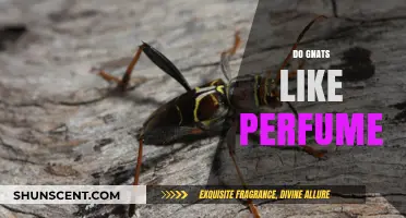 Gnats and Perfume: What's the Attraction?