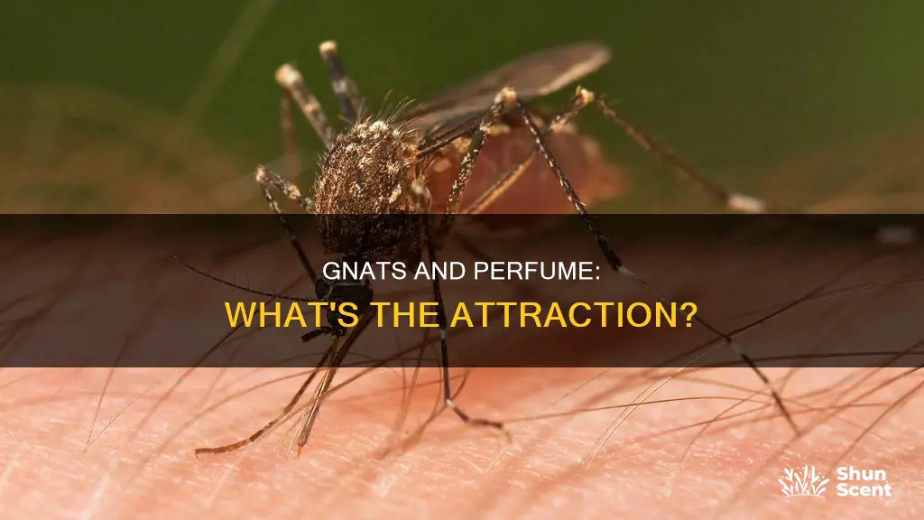 do gnats like perfume