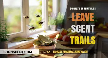 Do Gnats or Fruit Flies Leave Scent Trails? Uncovering the Truth