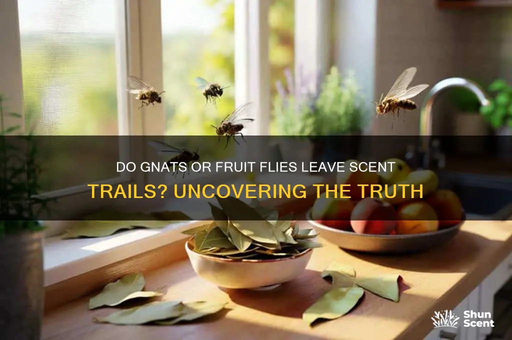 do gnats or fruit flies leave scent trails