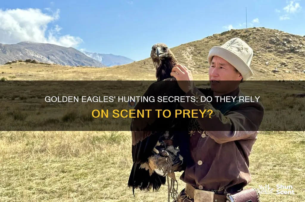 do golden eagles use scent to hunt