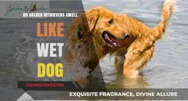 Do Golden Retrievers Smell Like Wet Dog? The Truth Revealed