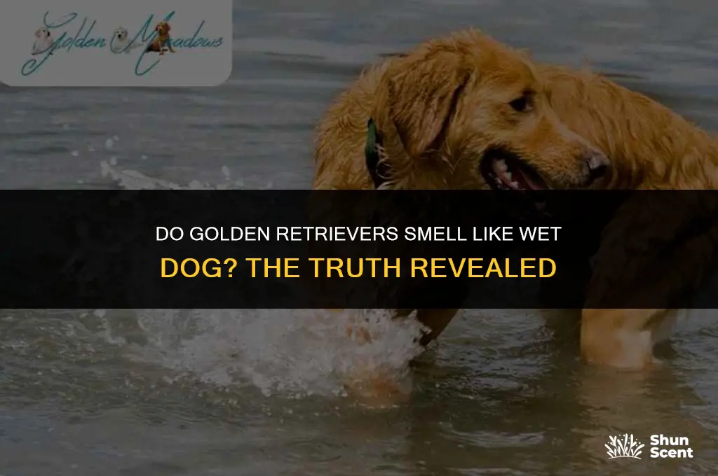 do golden retrievers smell like wet dog