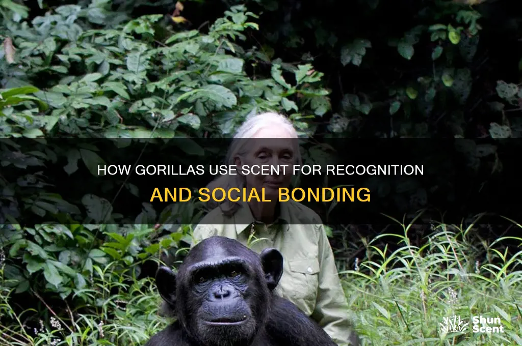do gorillas identify each other by scent