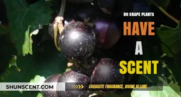 Exploring the Aromatic Secrets of Grape Plants: Do They Smell?