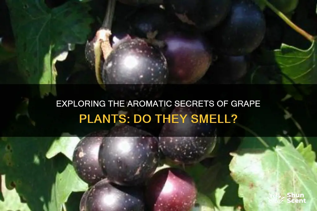 do grape plants have a scent