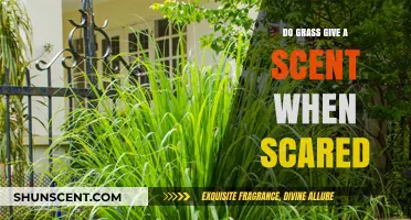 Can Grass Emit a Scent When Threatened? Exploring Plant Defense Mechanisms