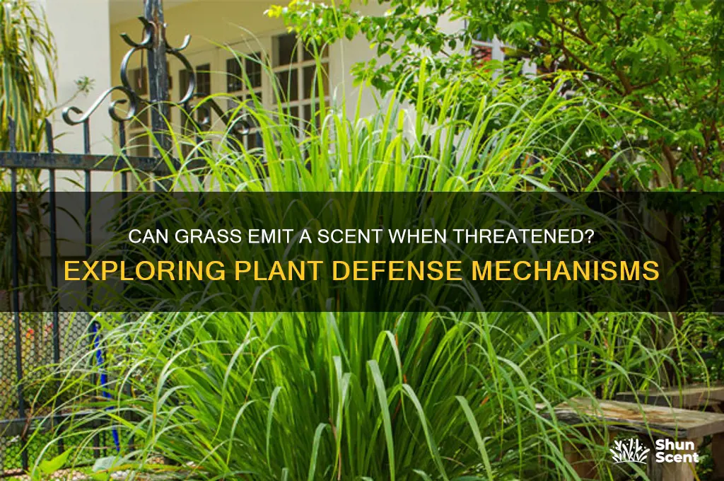 do grass give a scent when scared