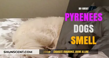 Do Great Pyrenees Dogs Smell? Understanding Their Scent Profile
