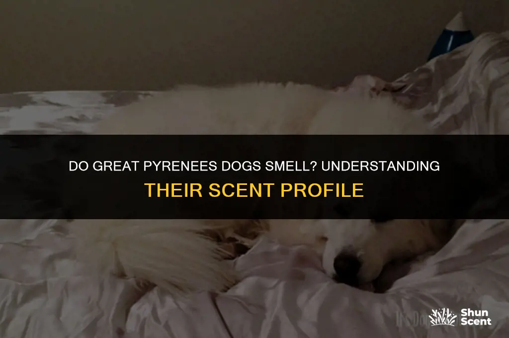 do great pyrenees dogs smell