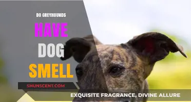 Exploring the Unique Scent Profile of Greyhounds: Do They Really Have 'Dog Smell'?