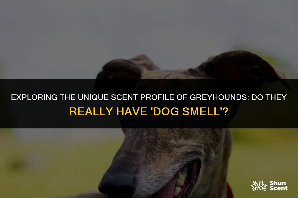 do greyhounds have dog smell