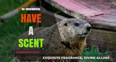 Do Groundhogs Have a Scent? Uncovering Their Unique Odor Secrets