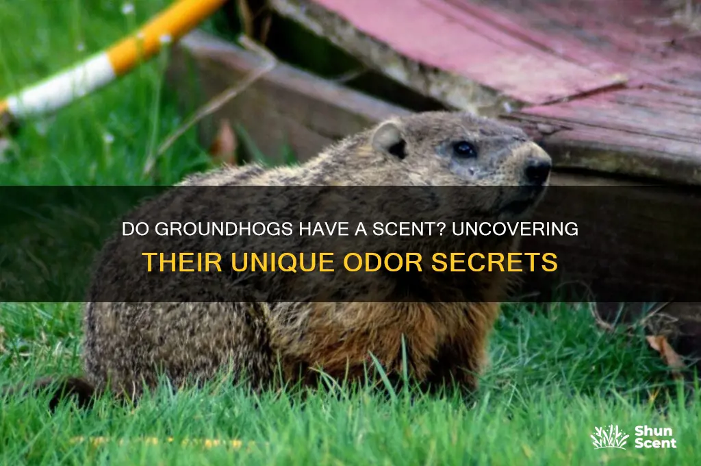 do groundhogs have a scent