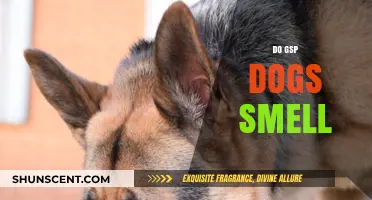 Unleashing the Truth: Do GSP Dogs Have a Superior Sense of Smell?