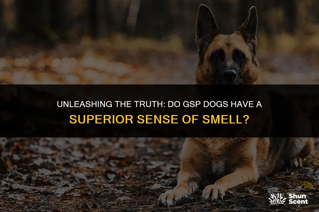do gsp dogs smell