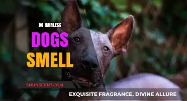 Unveiling the Truth: Do Hairless Dogs Really Smell?