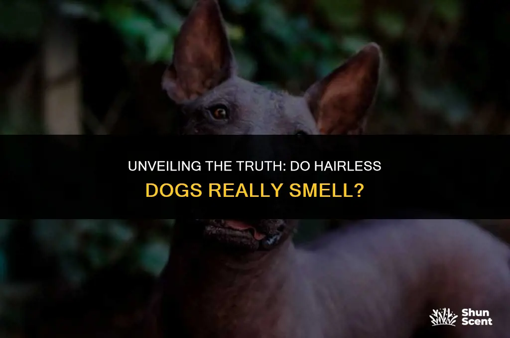 do hairless dogs smell