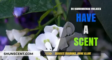 Does Hardenbergia Violacea Have a Scent? Unveiling the Truth