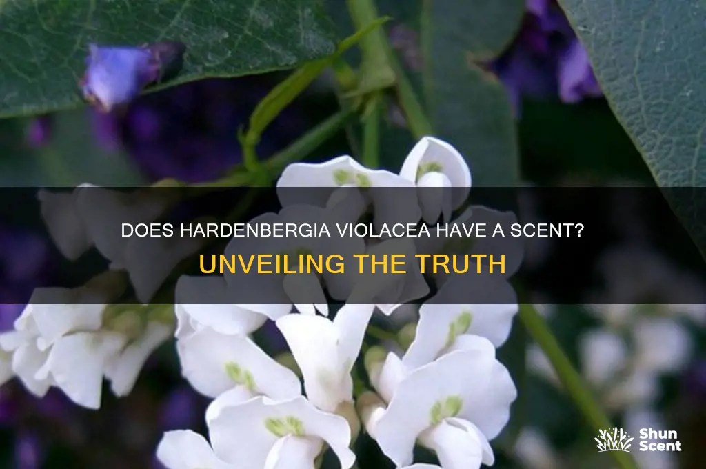 do hardenbergia violacea have a scent