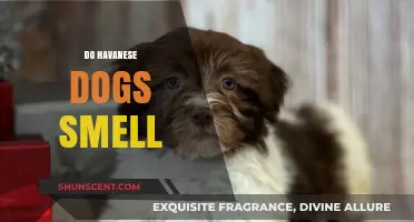 Do Havanese Dogs Smell? Understanding Their Scent Profile