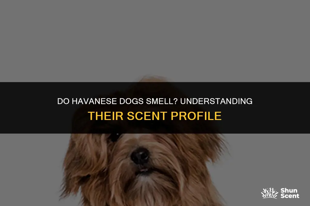 do havanese dogs smell