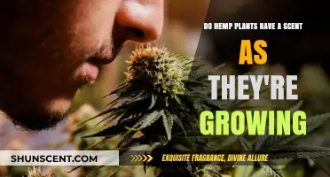 The Aromatic Truth: Do Growing Hemp Plants Emit a Scent?