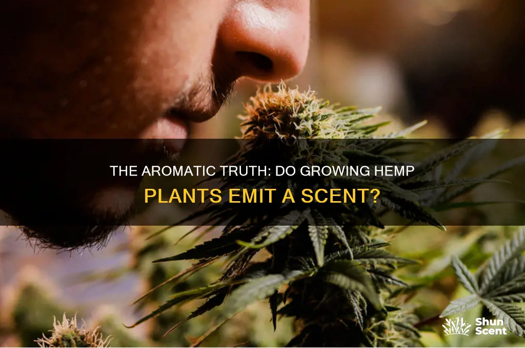 do hemp plants have a scent as they
