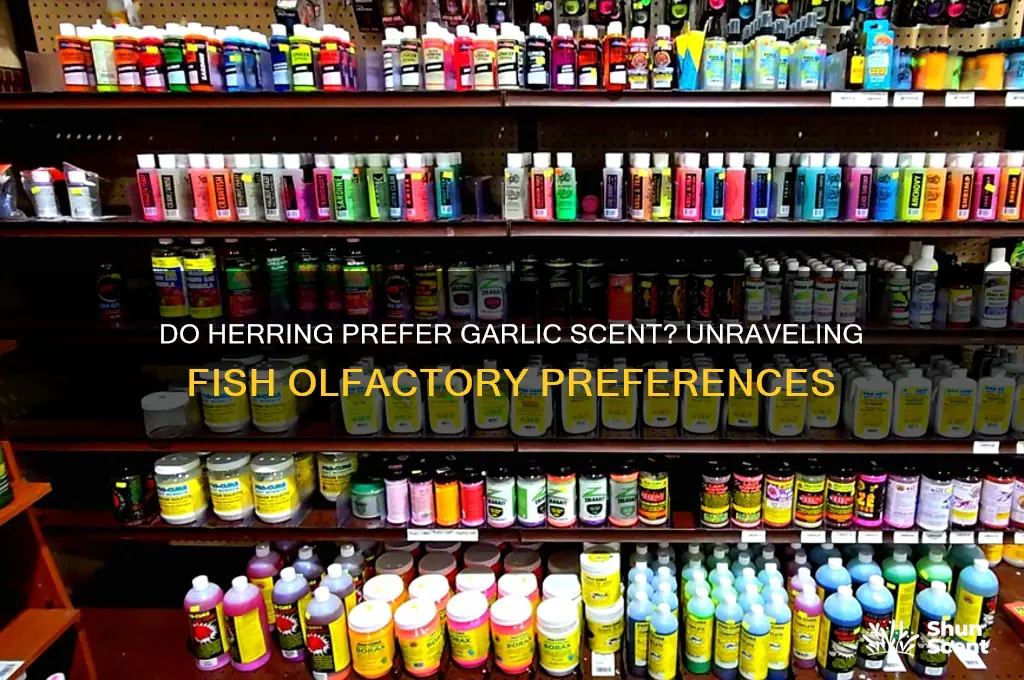 do herring like garlic scent