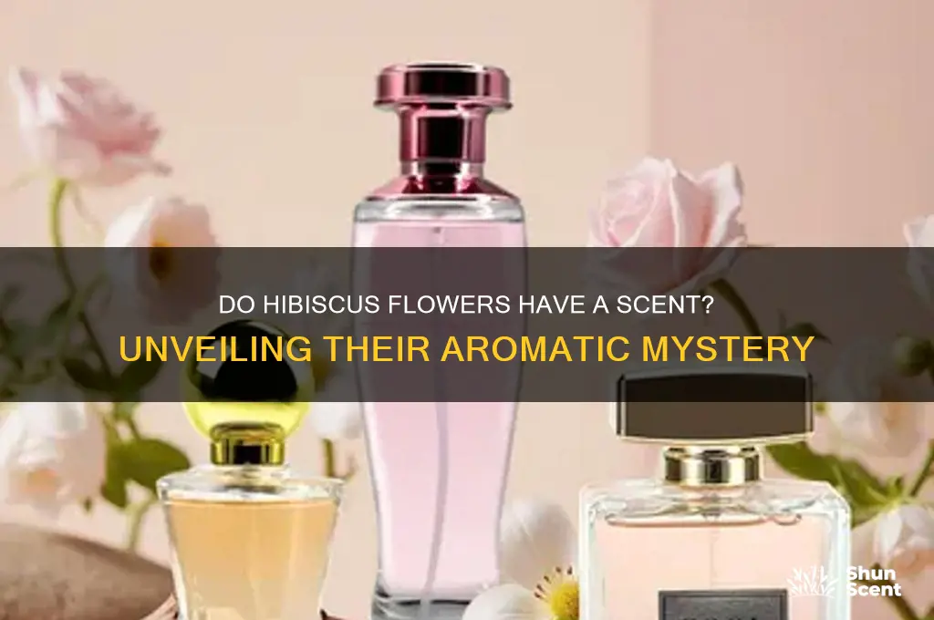 do hibiscus flowers have a scent