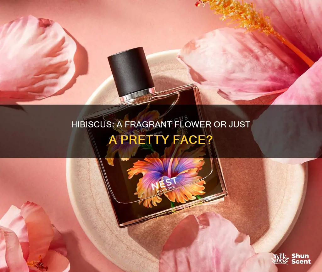 do hibiscus have fragrance