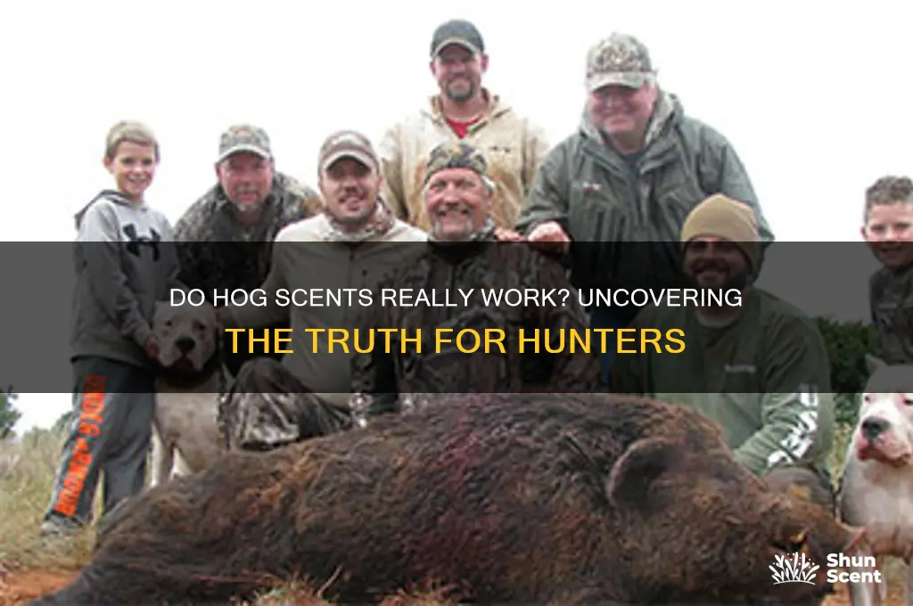 do hog scents work