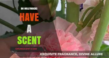 Do Hollyhocks Have a Scent? Unveiling the Truth About Their Fragrance