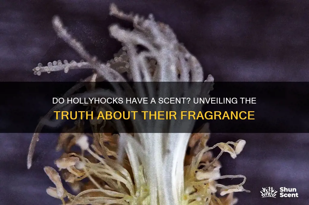 do hollyhocks have a scent