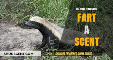 Do Honey Badgers Fart Scent? Uncovering the Truth Behind the Myth