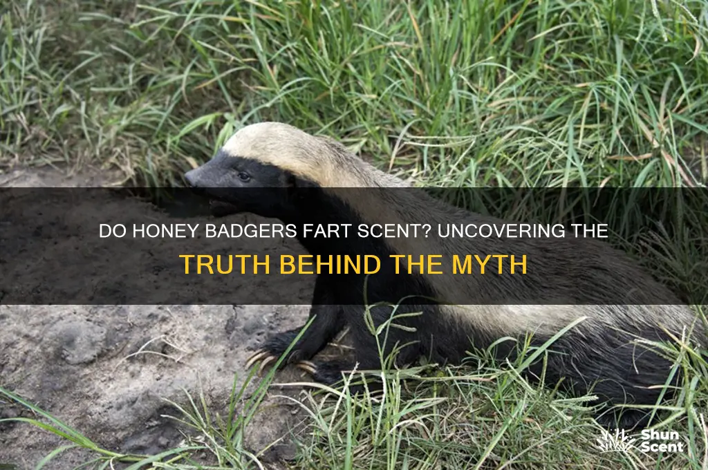 do honey badgers fart a scent