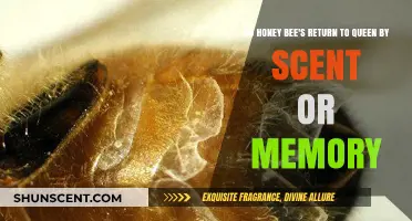 How Honey Bees Navigate Back to Their Queen: Scent vs. Memory