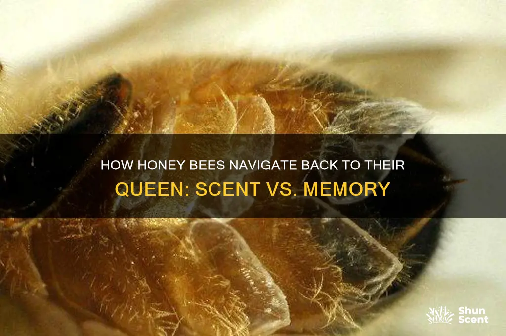 do honey bee