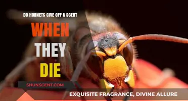 Do Dying Hornets Emit a Scent? Uncovering the Truth
