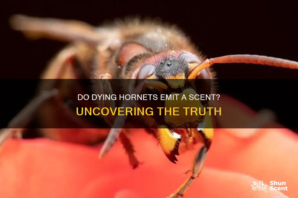 do hornets give off a scent when they die