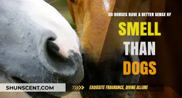 Unraveling the Mystery: Horse vs. Dog Sense of Smell